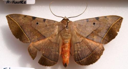 Hypopyra capensis